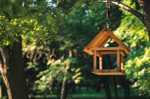 Vogelhäuschen im privaten Garten